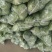 徐州甘蓝，货源充足，电商，市场，产地直发只做精品