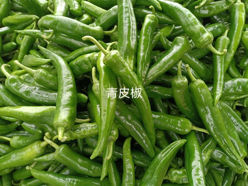 品种多样，种植面积广，每天货量大，欢迎前来收购……
