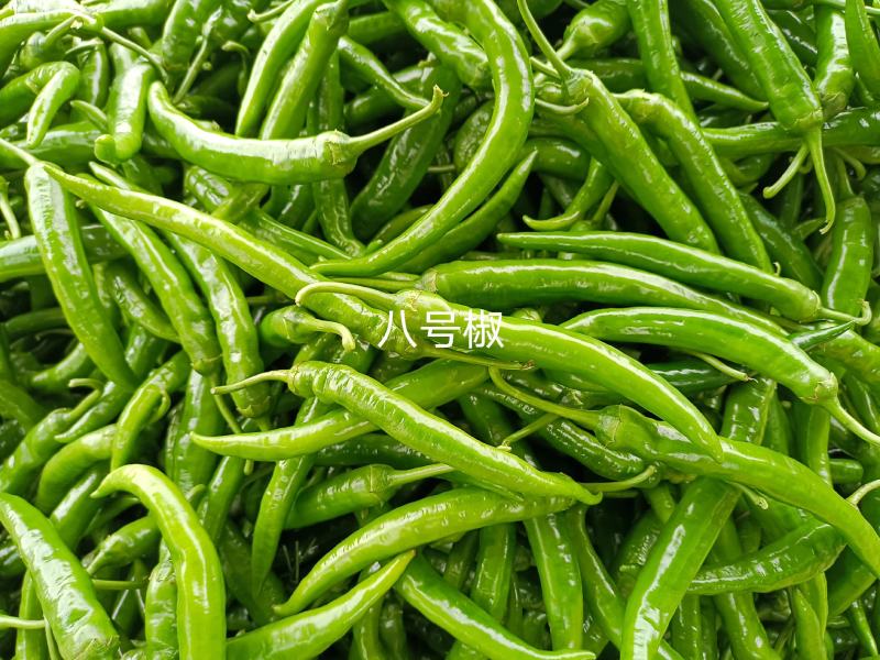 品种多样，种植面积广，每天货量大，欢迎前来收购……