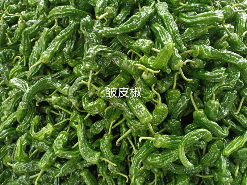 品种多样，种植面积广，每天货量大，欢迎前来收购……