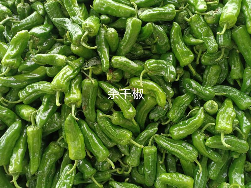 品种多样，种植面积广，每天货量大，欢迎前来收购……