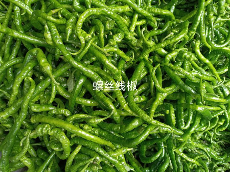 品种多样，种植面积广，每天货量大，欢迎前来收购……