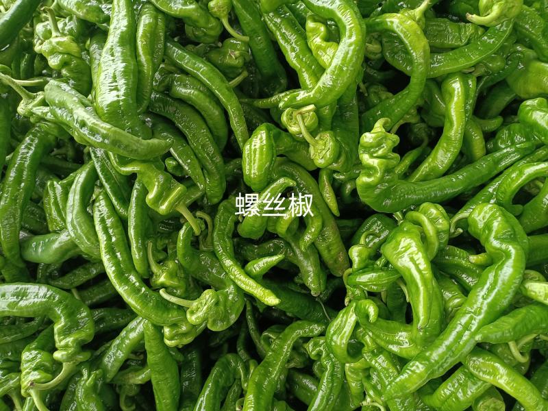 品种多样，种植面积广，每天货量大，欢迎前来收购……