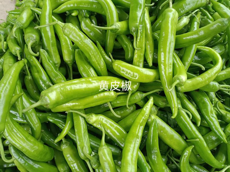 品种多样，种植面积广，每天货量大，欢迎前来收购……