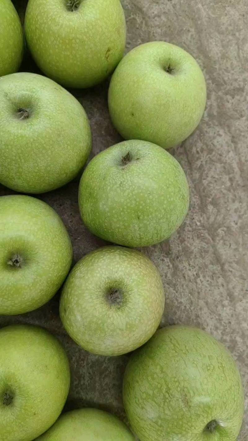 秦冠苹果（万荣光果商品果，加工类）青皮秦冠苹果大量供货