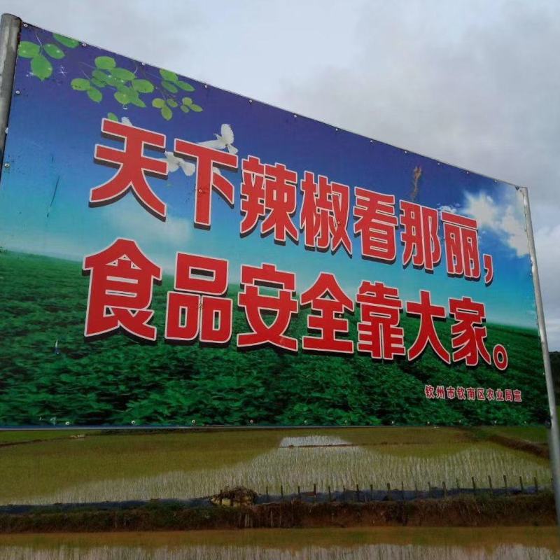 品种多样，种植面积广，每天货量大，欢迎前来收购……