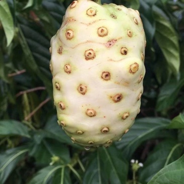 诺丽果干