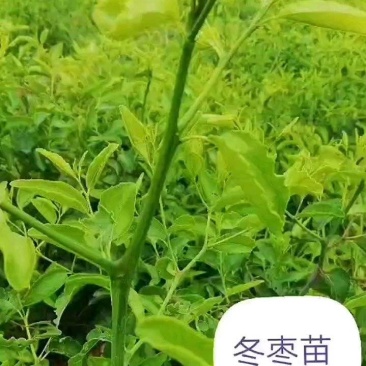 冬枣苗，双8起步、地茎2公分起步，陕西省大荔县冬枣之乡。