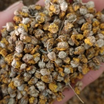 野菊花，颗粒无沫，确保质量，量大从优，欢迎老板下单