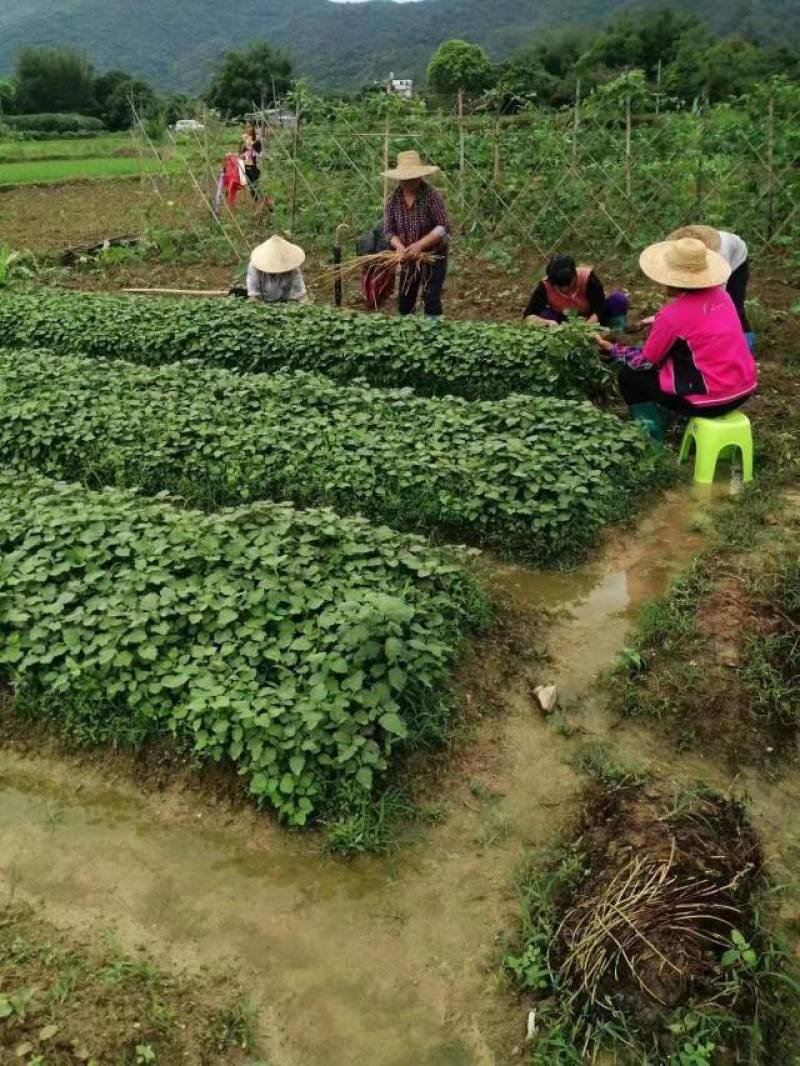 正宗广藿香种苗训化改良高产盆栽阳台植物根系多广藿香