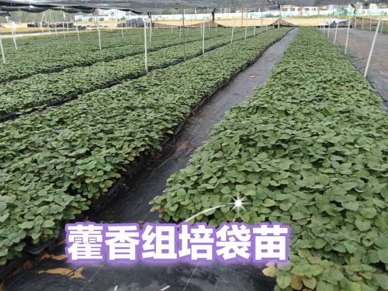 正宗广藿香种苗训化改良高产盆栽阳台植物根系多广藿香