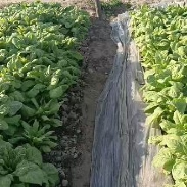 大型蔬菜基地小拱棚圆叶莴笋大量上市了