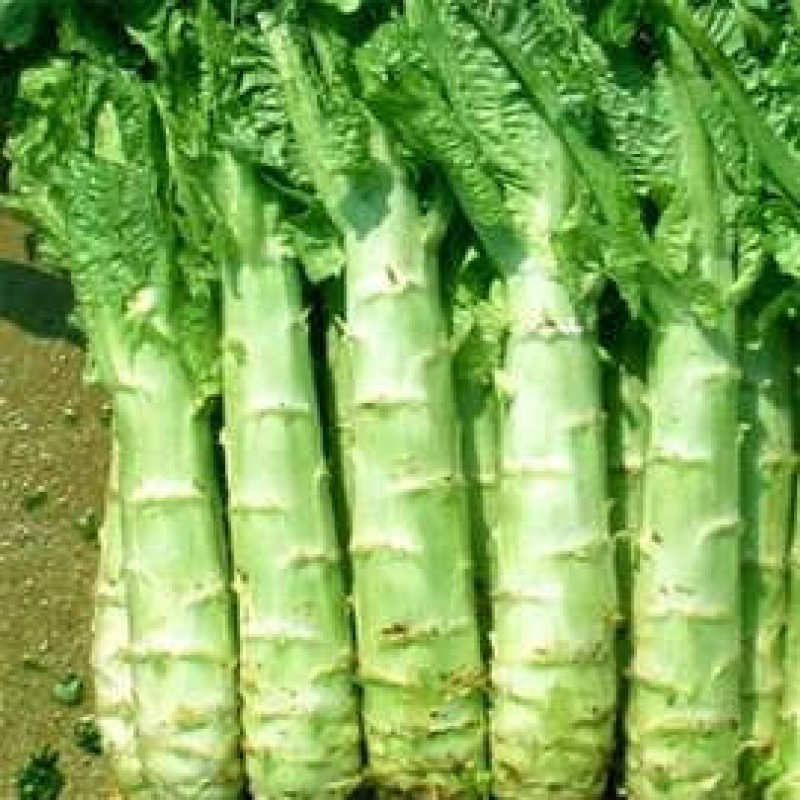 大型蔬菜基地小拱棚圆叶莴笋大量上市了