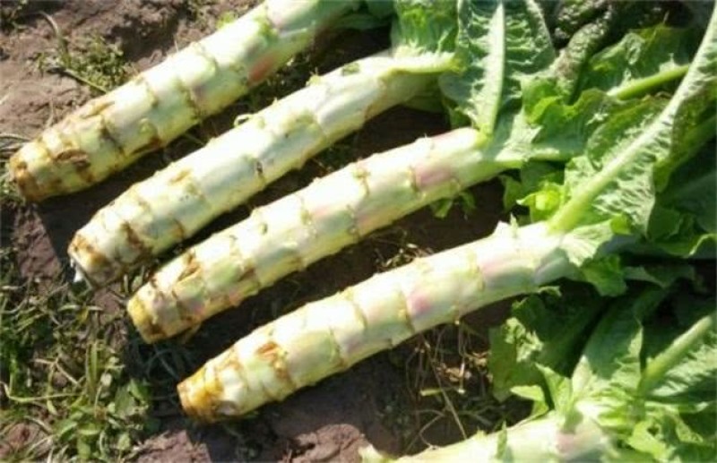 大型蔬菜基地小拱棚圆叶莴笋大量上市了