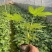 工程袋苗八角金盘绿化专用苗小袋10乘10
