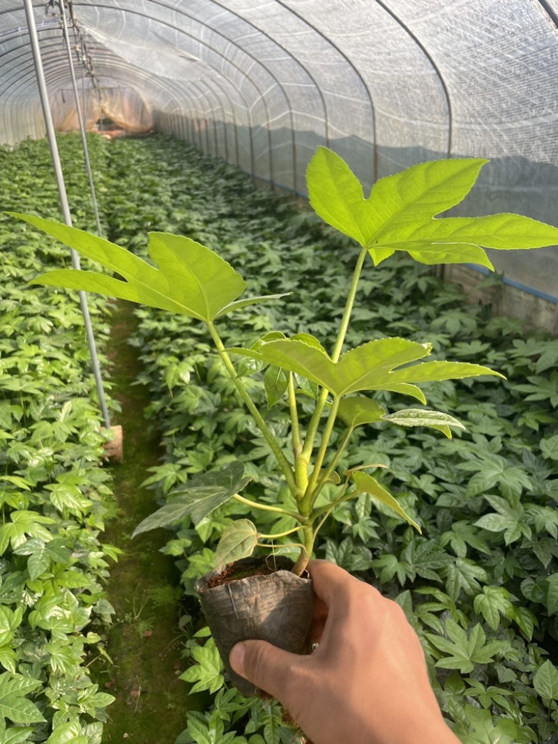 工程袋苗八角金盘绿化专用苗小袋10乘10
