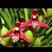 咖啡兰的学名是腋唇兰，是兰科多年生的草本。花香味好闻叶美