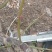 骨里红梅花红梅盆景3.5-5.5公分清地处理