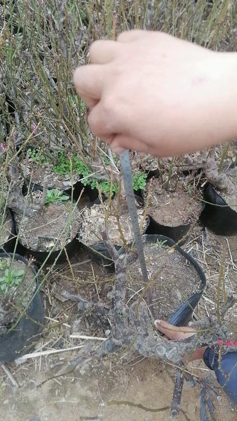 骨里红梅花红梅盆景3.5-5.5公分清地处理