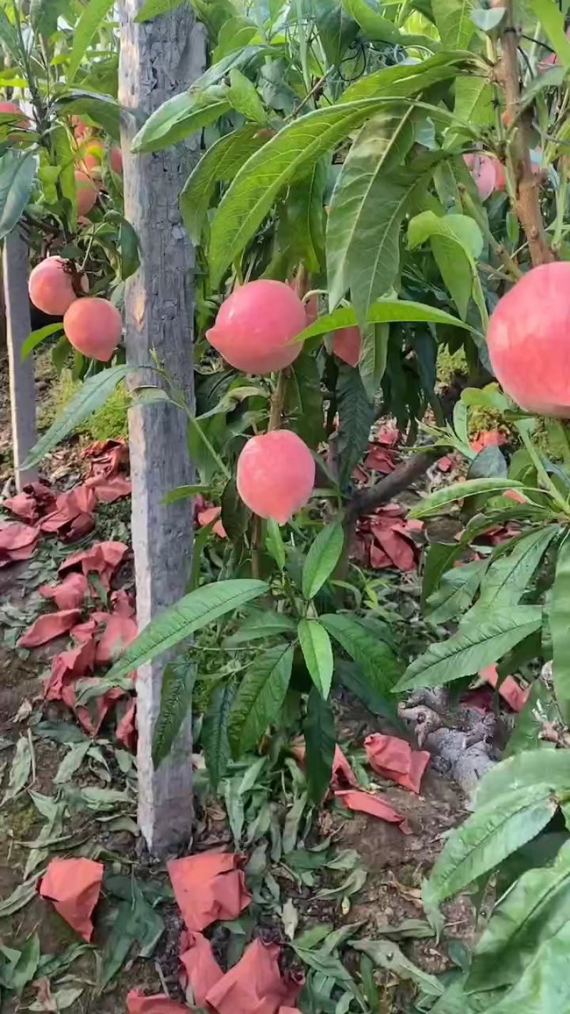 春雪桃上市大量上市欢迎老板来电话联系果行好硬度高
