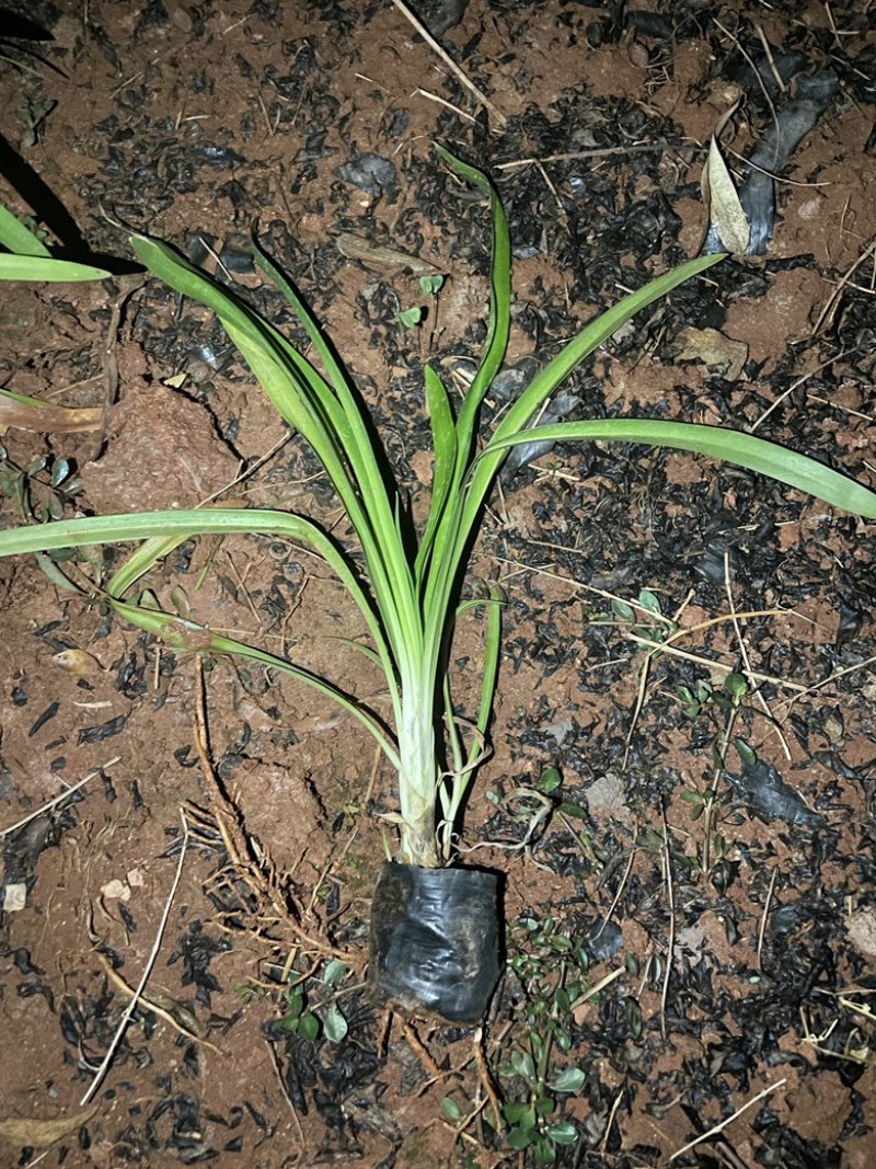 百子莲工程绿化苗量大价格从优