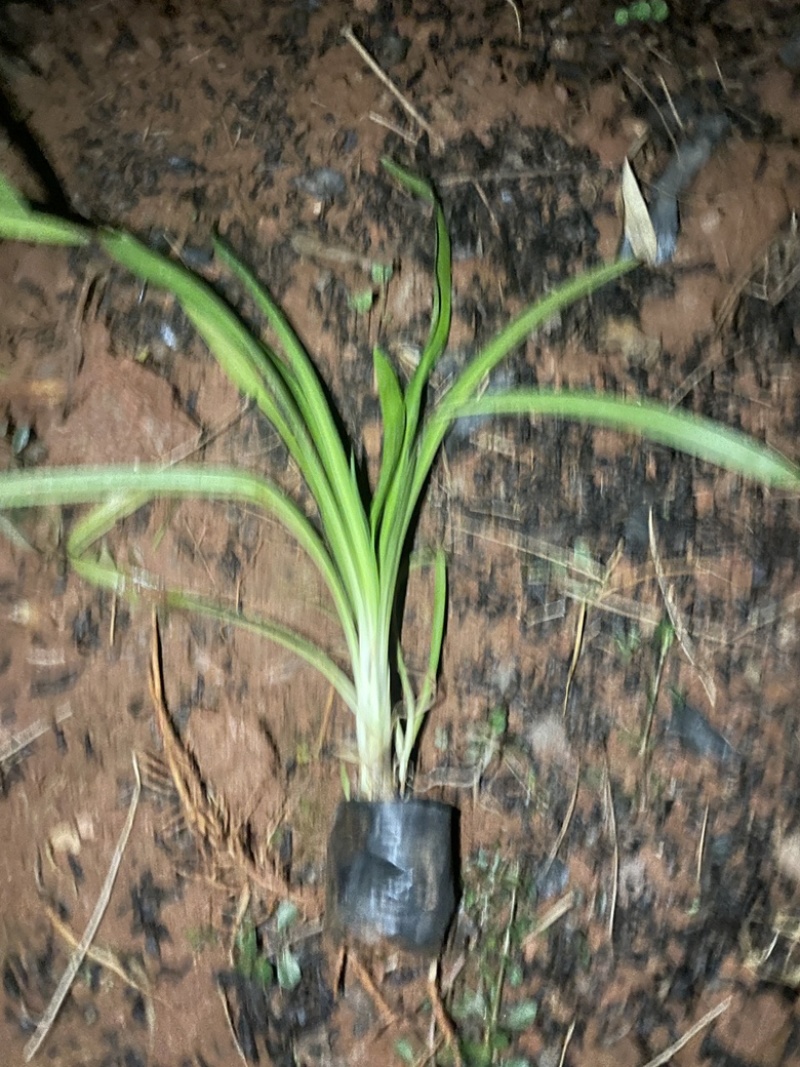 百子莲工程绿化苗量大价格从优