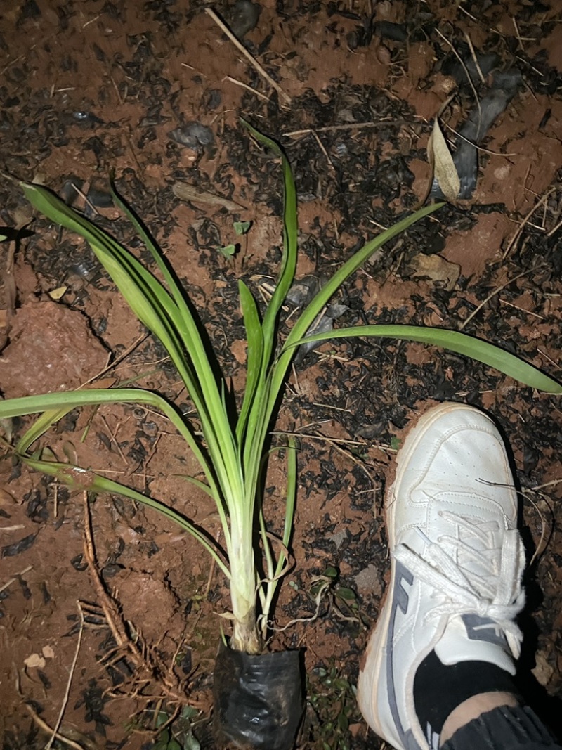 百子莲工程绿化苗量大价格从优
