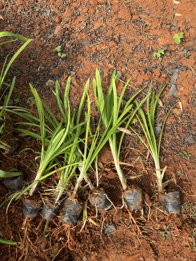 百子莲工程绿化苗量大价格从优
