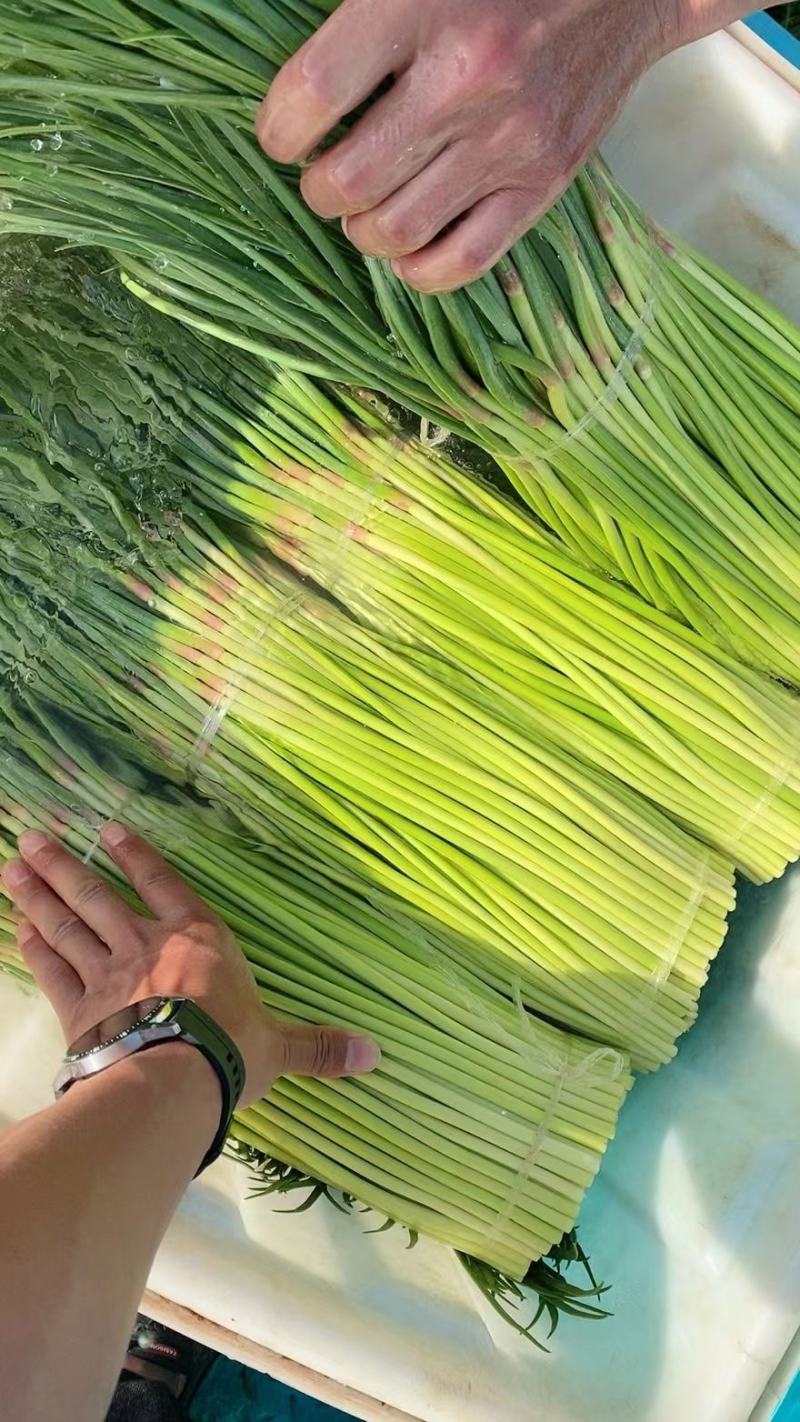 『牛』中牟红冒蒜苔，现产现发保证新鲜欢迎大家前来考察定购