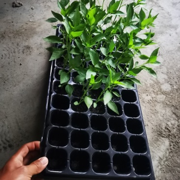 地瓜叶，空心菜，辣椒，茄子