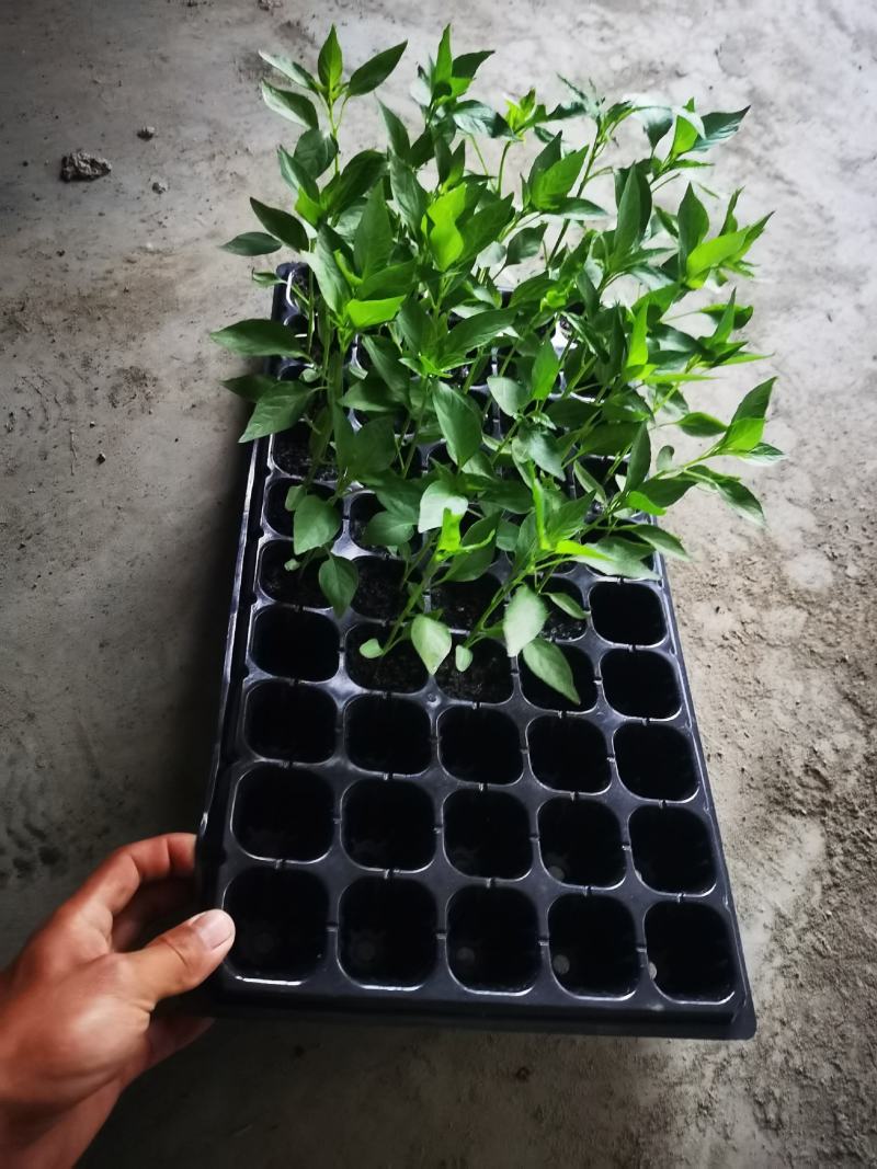 地瓜叶，空心菜，辣椒，茄子