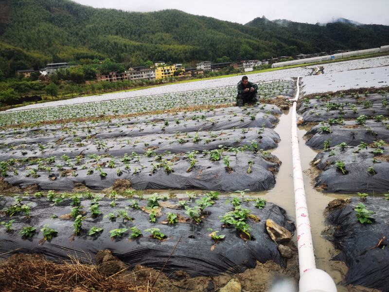 地瓜叶，空心菜，辣椒，茄子