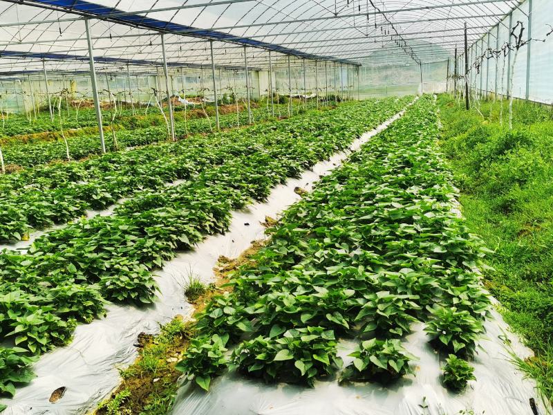 地瓜叶，空心菜，辣椒，茄子