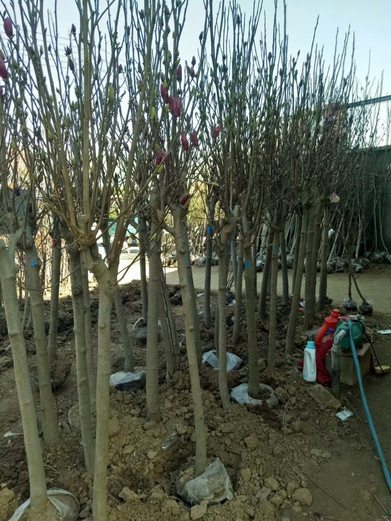紫玉兰树苗别墅农家小院庭院南北方耐寒耐寒种植带花苞带花