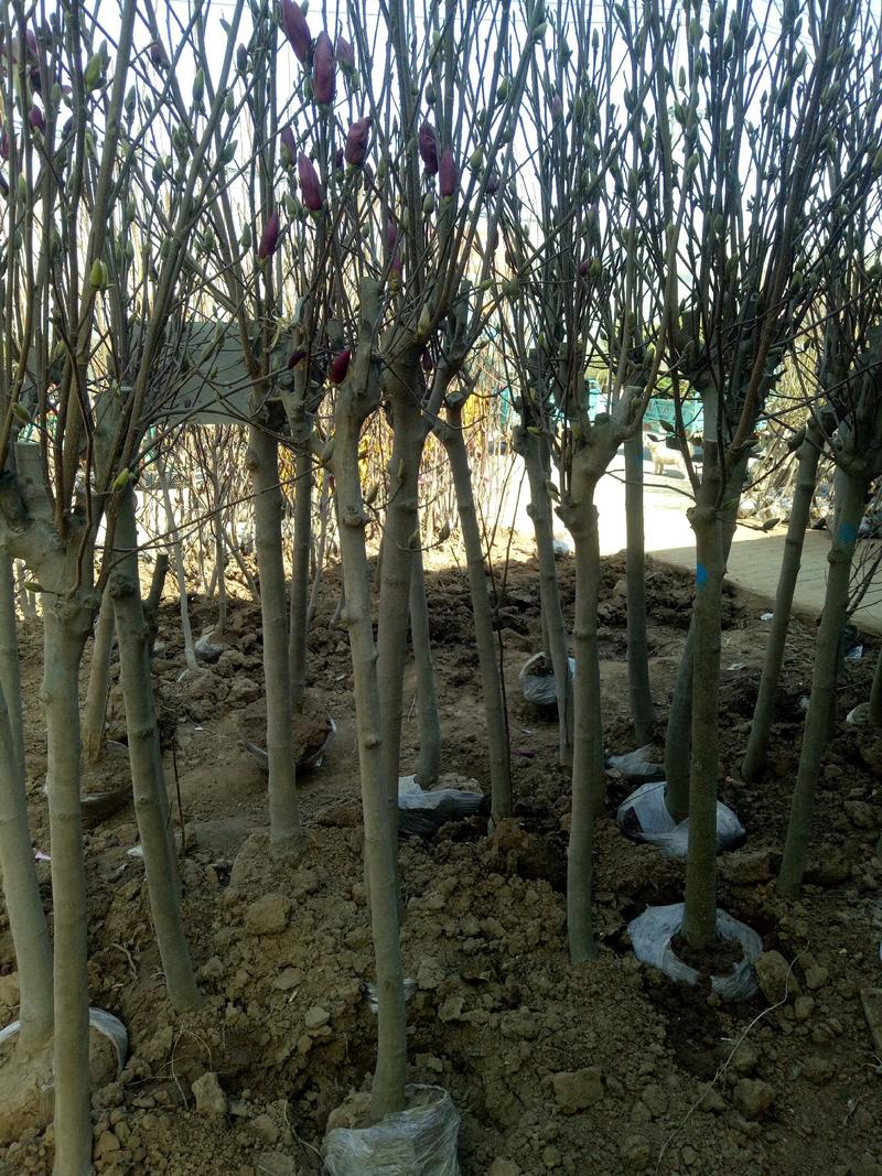 紫玉兰树苗别墅农家小院庭院南北方耐寒耐寒种植带花苞带花