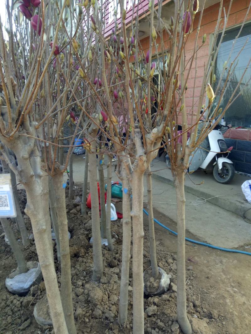 紫玉兰树苗别墅农家小院庭院南北方耐寒耐寒种植带花苞带花
