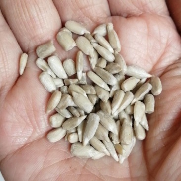 精品全葵仁，出油率58，一手货源，量大从优，保质保量。