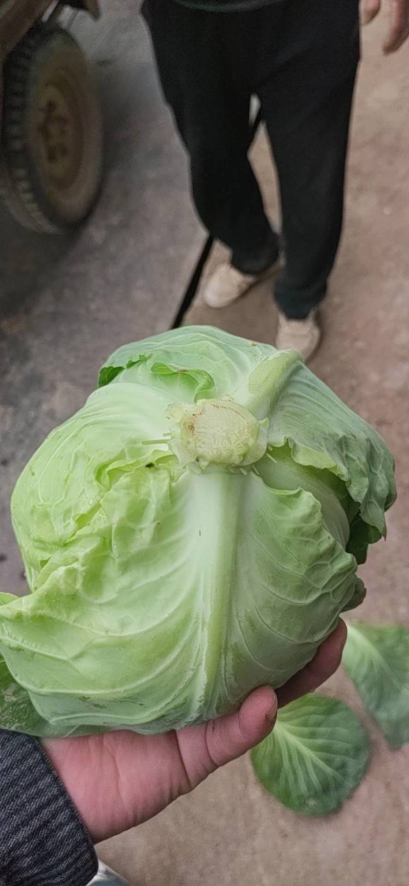 推荐，陕西精品甘蓝中甘甘蓝，一手货源，大量上市。
