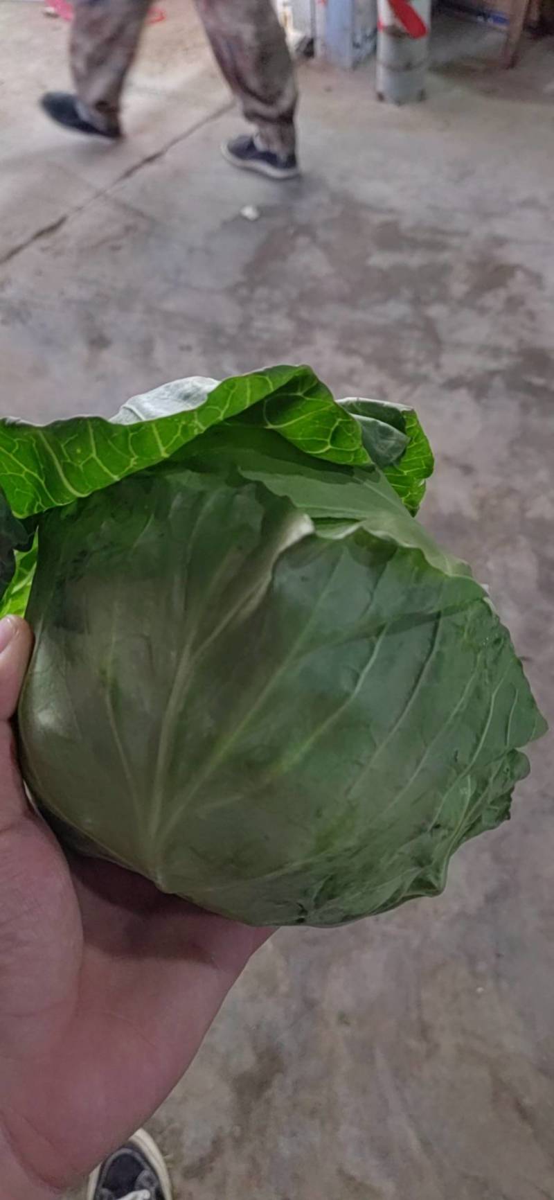 推荐，陕西精品甘蓝中甘甘蓝，一手货源，大量上市。