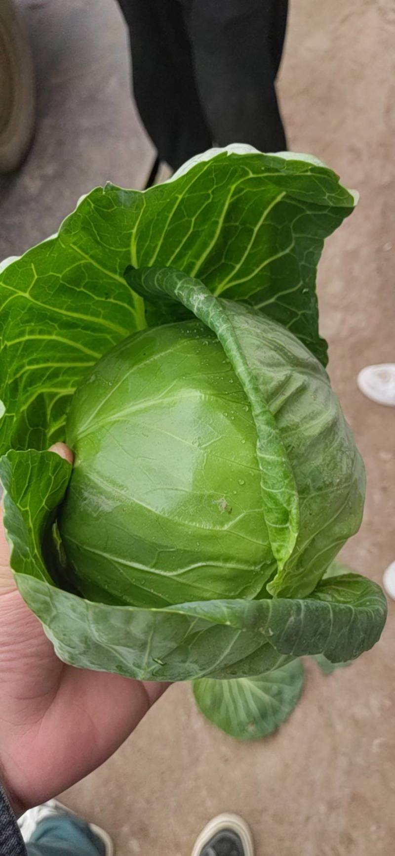 推荐，陕西精品甘蓝中甘甘蓝，一手货源，大量上市。