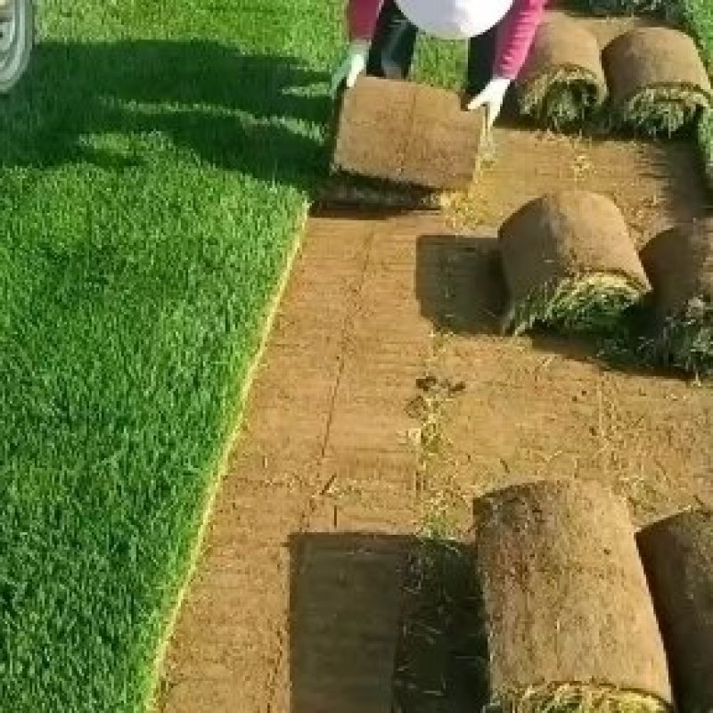 百慕大早熟禾和高羊茅果岭草剪股颖
