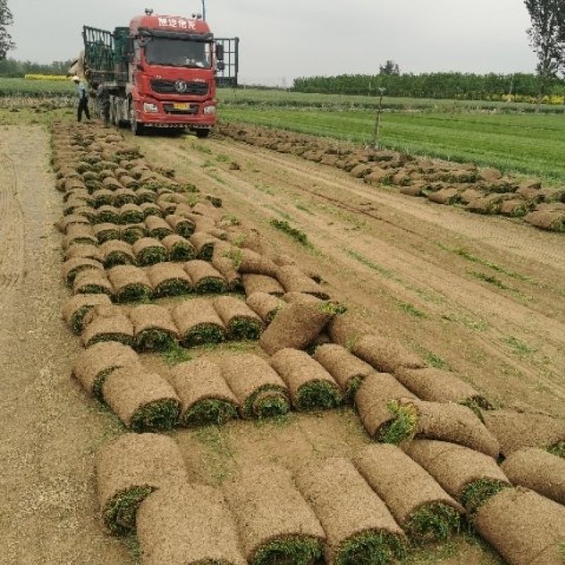 百慕大早熟禾和高羊茅果岭草剪股颖