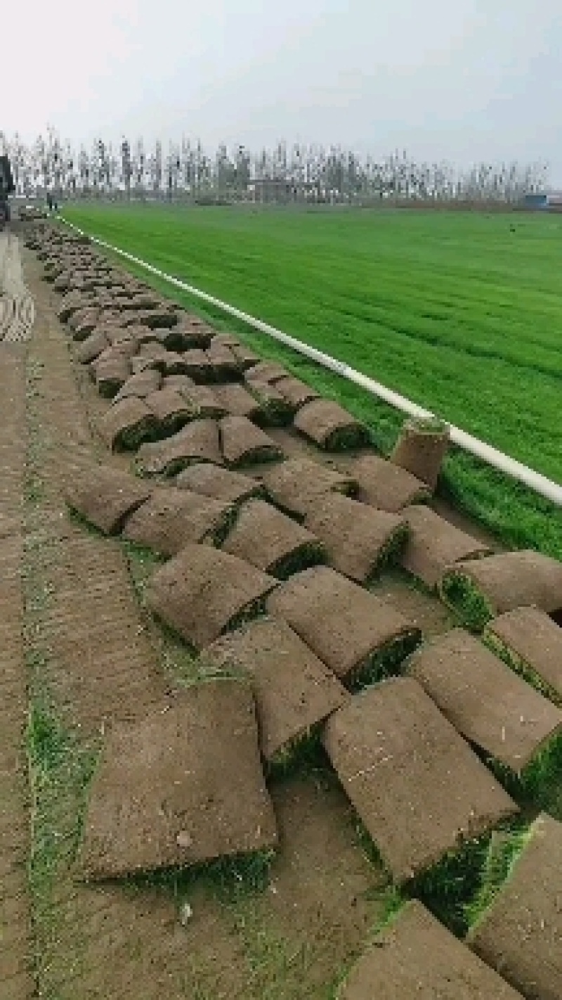 百慕大早熟禾和高羊茅果岭草剪股颖
