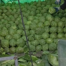 推荐，陕西精品甘蓝中甘甘蓝，一手货源，大量上市。