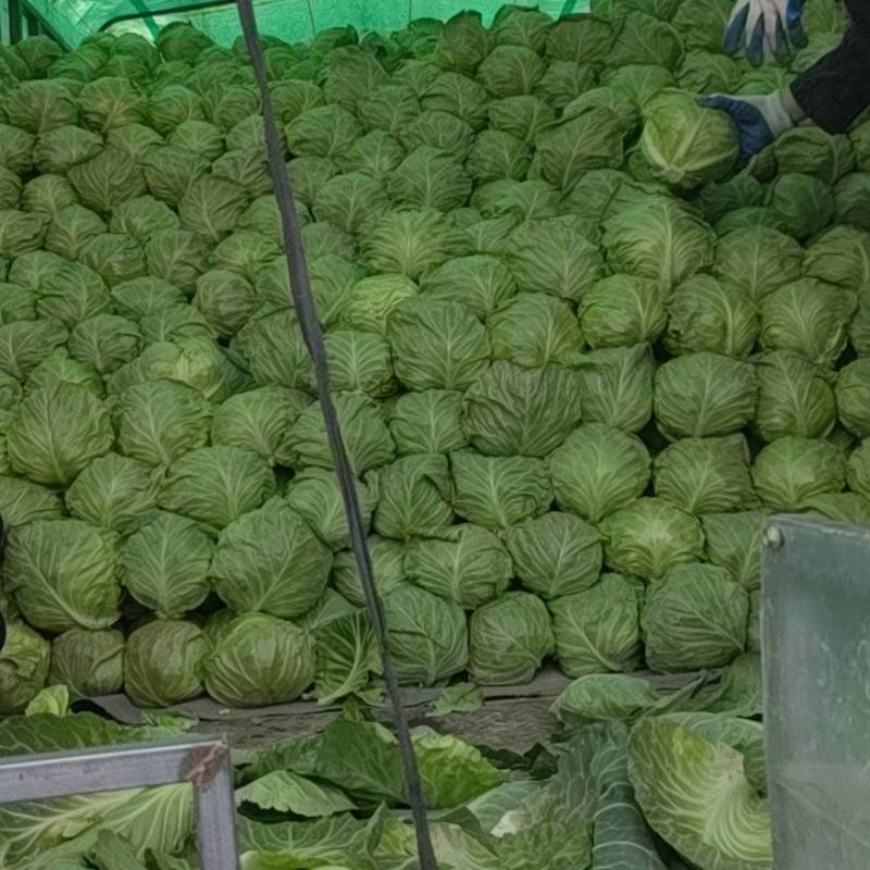 推荐，陕西精品甘蓝中甘甘蓝，一手货源，大量上市。