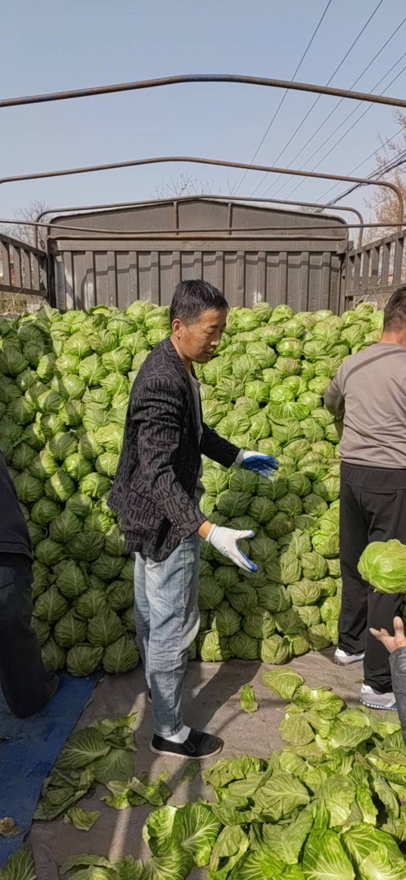 推荐，陕西精品甘蓝中甘甘蓝，一手货源，大量上市。