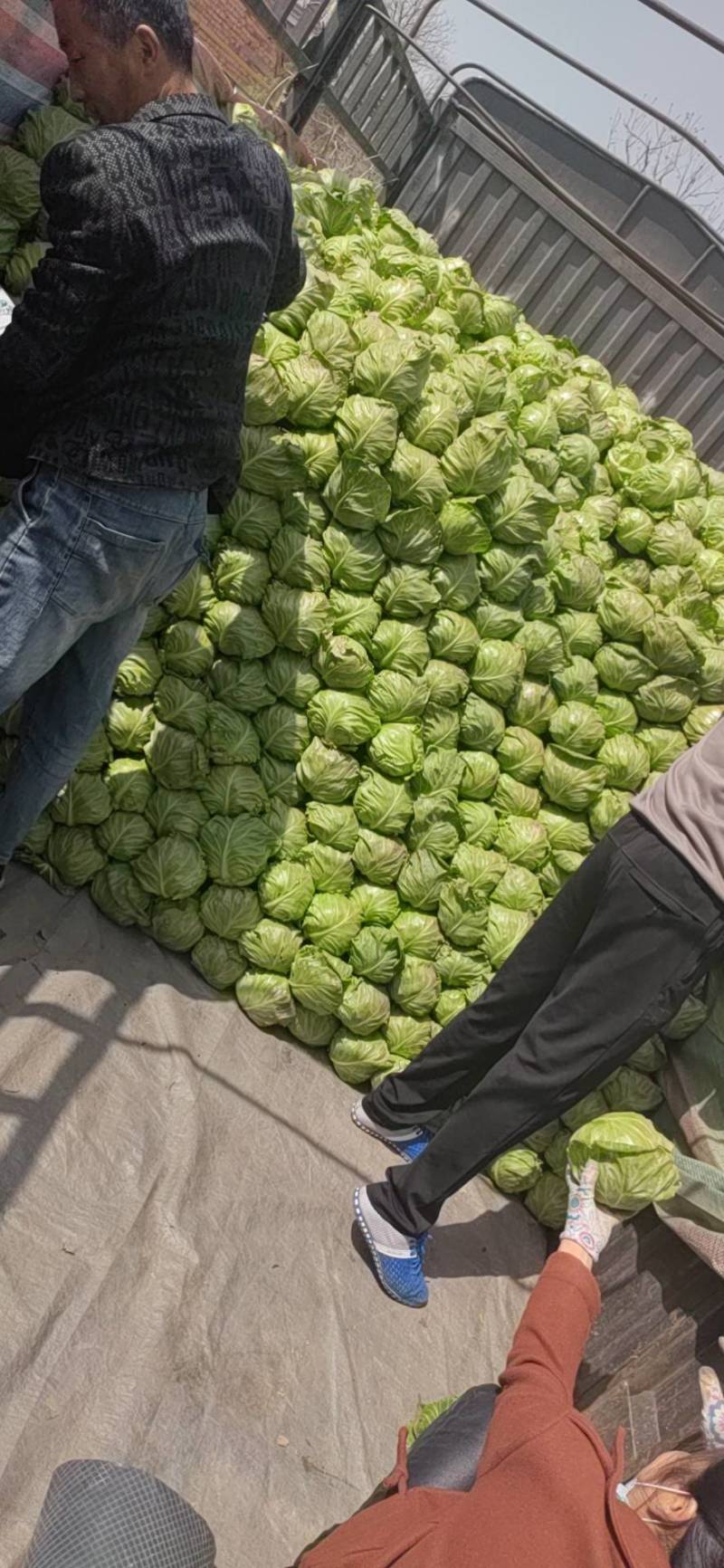 推荐，陕西精品甘蓝中甘甘蓝，一手货源，大量上市。
