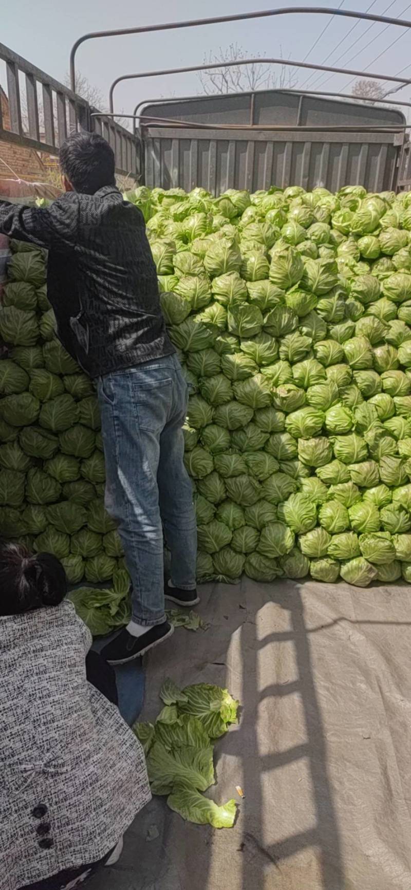 推荐，陕西精品甘蓝中甘甘蓝，一手货源，大量上市。