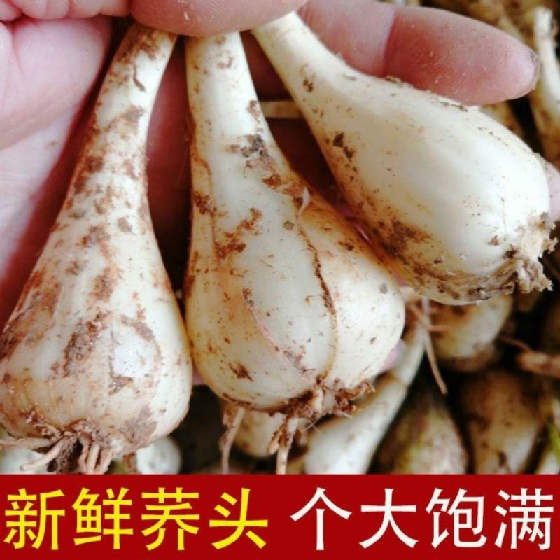 5斤农家自种现挖茭头新鲜荞头无叶生叫头藠头乔蕌头