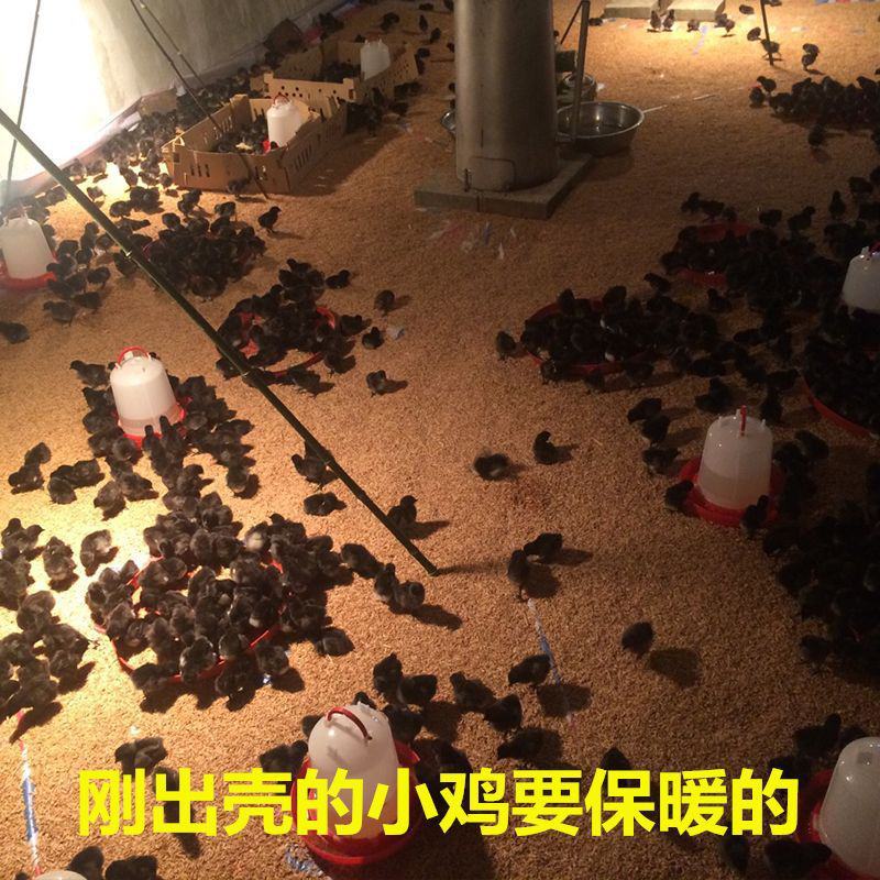 可孵化蛋土鸡种蛋受精蛋五黑一绿鸡种蛋孵化20枚包邮黑凤乌